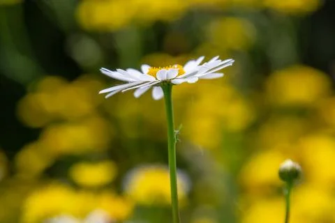 A Pretty Daisy Flower Stock Photos