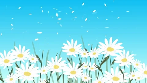 Pretty Daisy flowers dancing in the wind Stock Footage 139033627