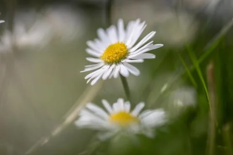A pretty daisy in springtime, with selective focus Stock Photos