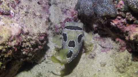 Pretty diodon lituresus fish close-up underwater against background of corals. Stock Footage 235036762