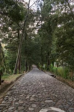 A pretty Dirt path outside, surrounded by plants Foto stock