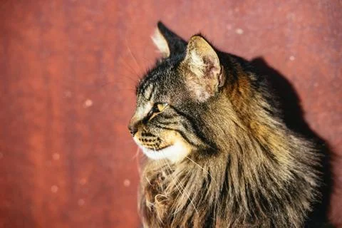 Pretty docile long haired tabby cat in profile Stock Photos