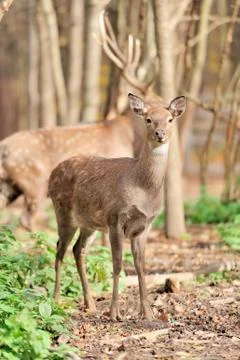 Pretty doe with a deer in the background Stock-Fotos
