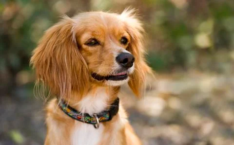 Pretty Dog Cocker Spaniel Copyspace Stock Photos