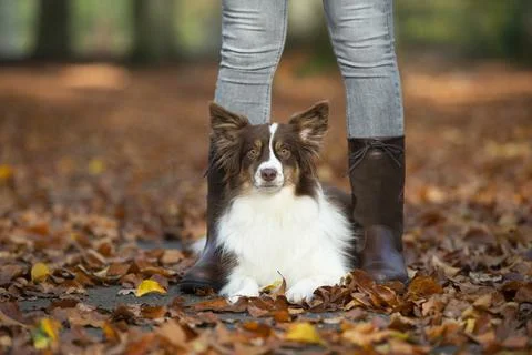 Pretty dog lying down between the legs of its owner outdoors in a autumn fore Stock Photos