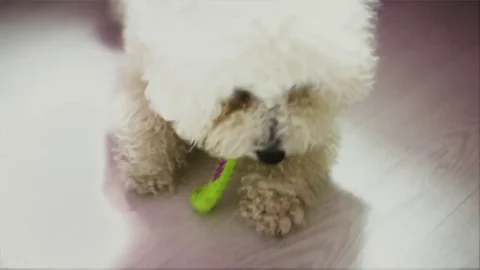 Pretty doggy Stock Footage 75056334