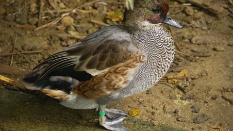 A pretty drake duck Stock Footage 268742143