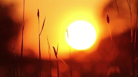 Pretty dream like meadow sunset Stock Footage 72387885