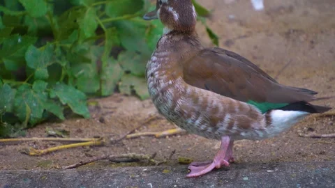 A pretty duck looking around Stock Footage 251758980