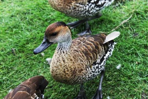 Pretty Duck Foto stock