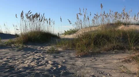 Pretty dunes Video stock 12321006