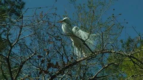 Pretty egret standing at tree top looking for a mate Stock Footage 11092847