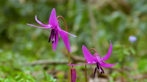Pretty erythronium flowers in early spring Stock Footage 145399722