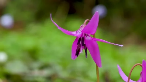 Up of pretty erythronium flowers Stock Footage 145384641