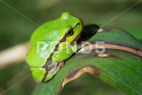 Pretty european tree frog is sitting on a leaf Stock Photos
