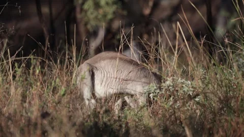 Pretty-faced Wallaby feeding in high grass on a sunny day Stock Footage 329089921