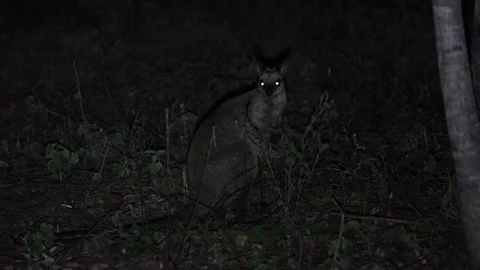 Pretty-faced Wallaby in forest at night close up Stock Footage 321182682