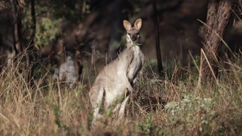 Pretty-faced Wallaby in forest turn head around with grass in mouth an jump Stock Footage 321182696
