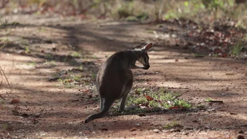 Pretty-faced Wallaby licking hands close up Stock Footage 329089926