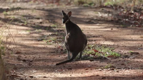 Pretty-faced Wallaby on the middle of the road looking backwards close up Stock Footage 329089942