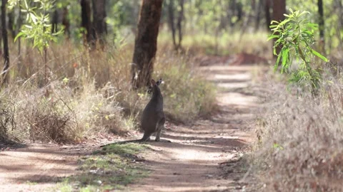 Pretty-faced Wallaby on the road in bush looking around Stock Footage 329089936