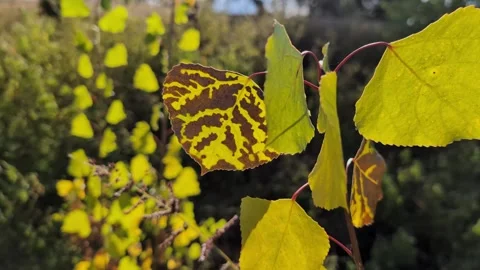 Pretty fall leaves slow mtion Stock Footage 296612012