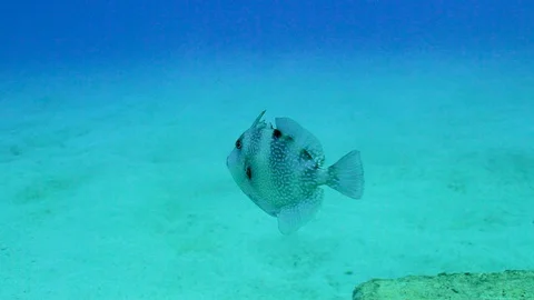 Pretty Fish Stock Footage 124004732