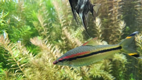 A pretty fish looking at the fish in focus and a pretty fish with a black li Stock Footage 145710923