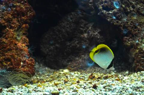 Pretty fish Stock Photos