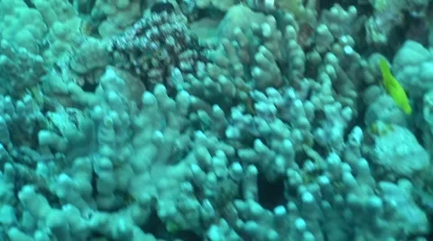 Pretty Fish on Sea Floor Stock Footage 5259086