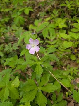 Pretty flower in the forest 스톡 사진