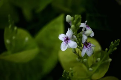 Pretty Flower on The Leaf 写真素材
