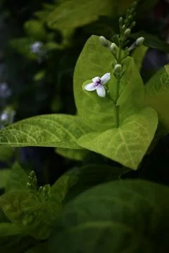 Pretty Flower on The Leaf 写真素材