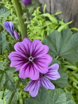 Pretty Flower Stock Photos