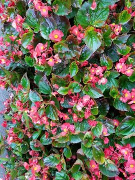 Pretty Flower Wall 스톡 사진