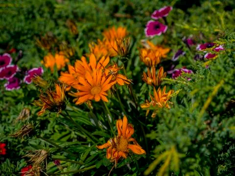 Pretty Flowers 1 Foto stock