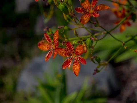 Pretty Flowers 2 Foto stock