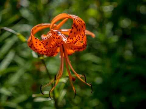 Pretty Flowers 3 Foto stock