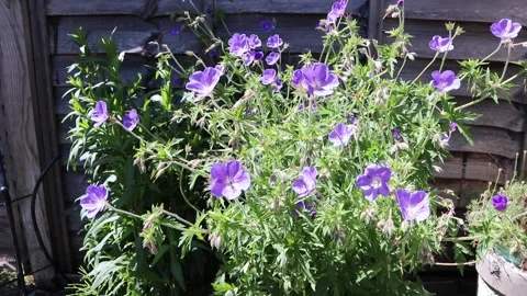 Pretty flowers blowing in the wind 스톡 동영상 131320708