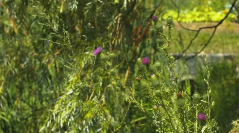 Pretty Flowers at a Duck Pond Stock Footage 40973932