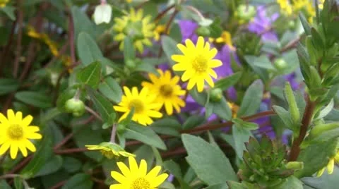 Pretty Flowers Stock Footage 12455441