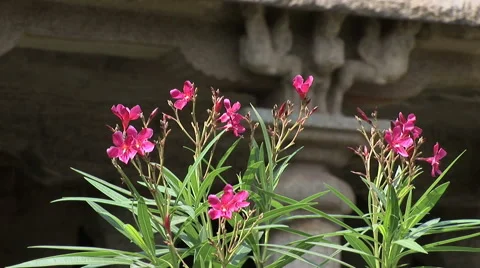 Pretty flowers in front of one of the five Rathas Stock Footage 59787744