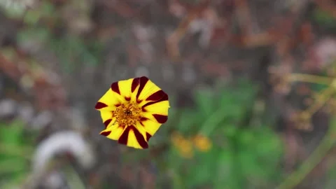 Pretty flowers in nature. Stock Footage 296822009