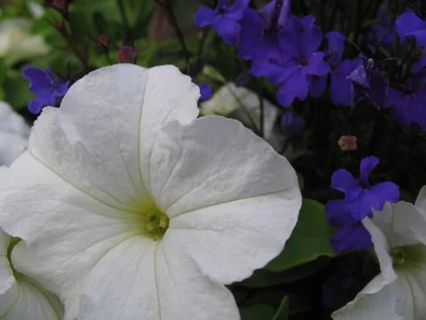Pretty Flowers Foto stock