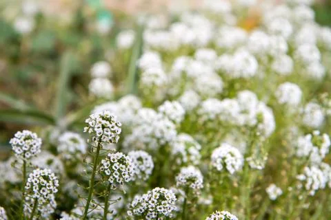Pretty flowers Stock-Fotos