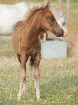 Pretty Foal Stock Photos