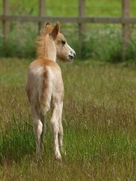 Pretty Foal Foto stock