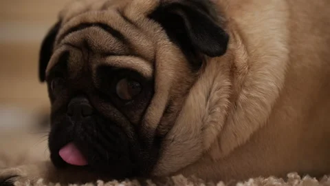 Pretty funny pug dog muzzle, snout. Cute face, eyes. Sleepy sad lying on carpet. Video stock 100156854