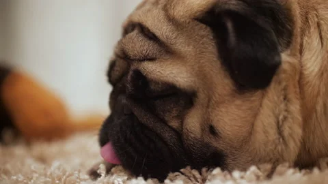Pretty funny pug dog muzzle, snout. Cute face, eyes. Falling asleep Stock-Footage 100159033