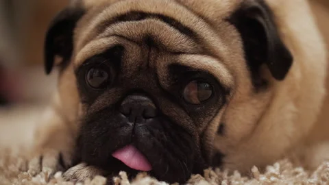 Pretty funny pug dog muzzle, snout. Cute face, eyes. Sleepy sad lying on carpet 스톡 동영상 100165021